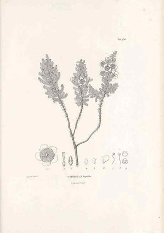 Reproducción/Reproduction 49521704086: Nova genera et species plantarum :. Antverpiae :Ex officina Christophori Plantini ...,1576.. 