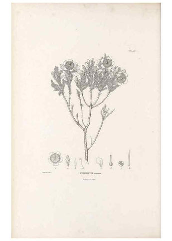Reproducción/Reproduction 49521916747: Nova genera et species plantarum :. Antverpiae :Ex officina Christophori Plantini ...,1576.. 