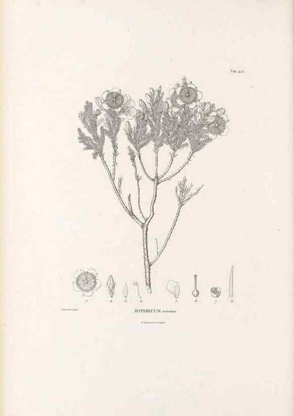 Reproducción/Reproduction 49521916747: Nova genera et species plantarum :. Antverpiae :Ex officina Christophori Plantini ...,1576.. 