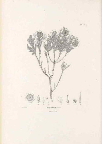 Reproducción/Reproduction 49521916747: Nova genera et species plantarum :. Antverpiae :Ex officina Christophori Plantini ...,1576.. 