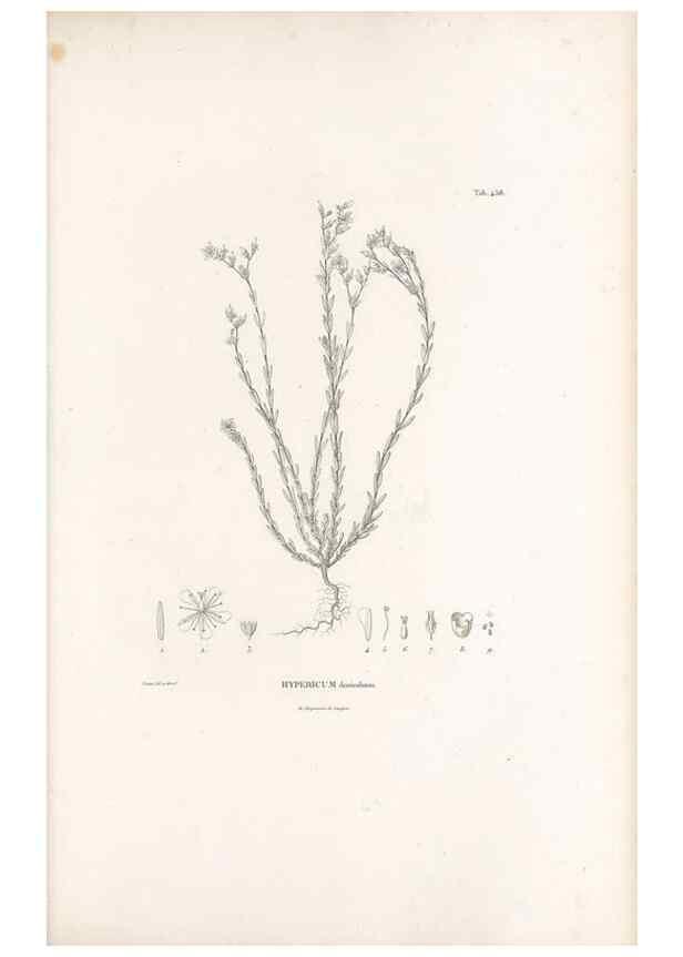 Reproducción/Reproduction 49521917047: Nova genera et species plantarum :. Antverpiae :Ex officina Christophori Plantini ...,1576.. 