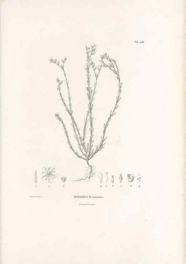 Reproducción/Reproduction 49521917047: Nova genera et species plantarum :. Antverpiae :Ex officina Christophori Plantini ...,1576.. 