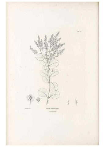 Reproducción/Reproduction 49521914822: Nova genera et species plantarum :. Antverpiae :Ex officina Christophori Plantini ...,1576.. 