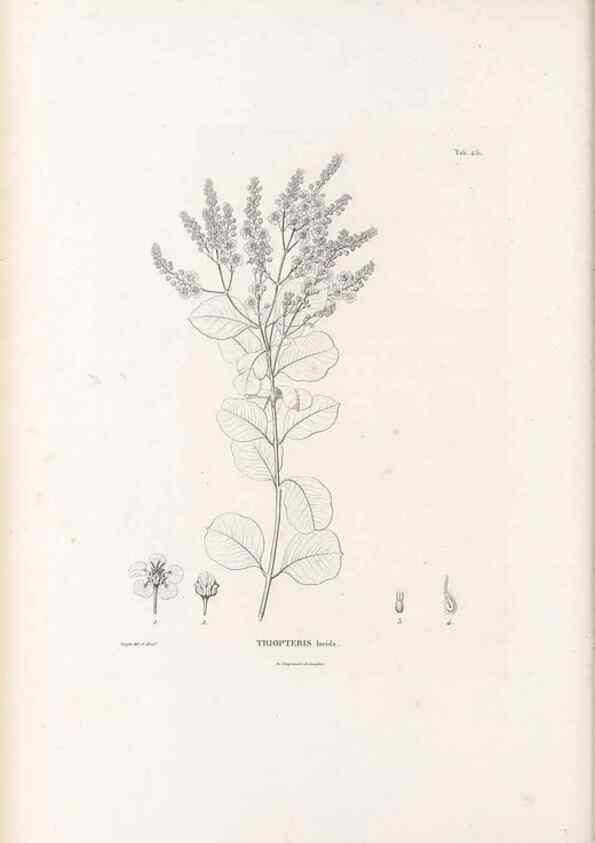 Reproducción/Reproduction 49521914822: Nova genera et species plantarum :. Antverpiae :Ex officina Christophori Plantini ...,1576.. 