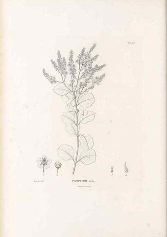 Reproducción/Reproduction 49521914822: Nova genera et species plantarum :. Antverpiae :Ex officina Christophori Plantini ...,1576.. 