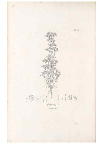Reproducción/Reproduction 49521704966: Nova genera et species plantarum :. Antverpiae :Ex officina Christophori Plantini ...,1576.. 