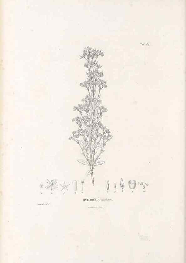 Reproducción/Reproduction 49521704966: Nova genera et species plantarum :. Antverpiae :Ex officina Christophori Plantini ...,1576.. 