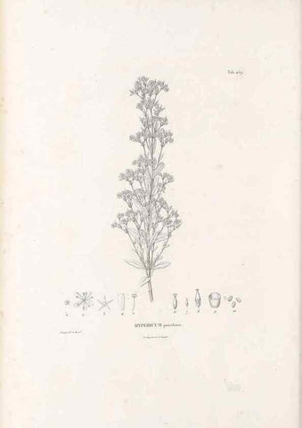 Reproducción/Reproduction 49521704966: Nova genera et species plantarum :. Antverpiae :Ex officina Christophori Plantini ...,1576.. 