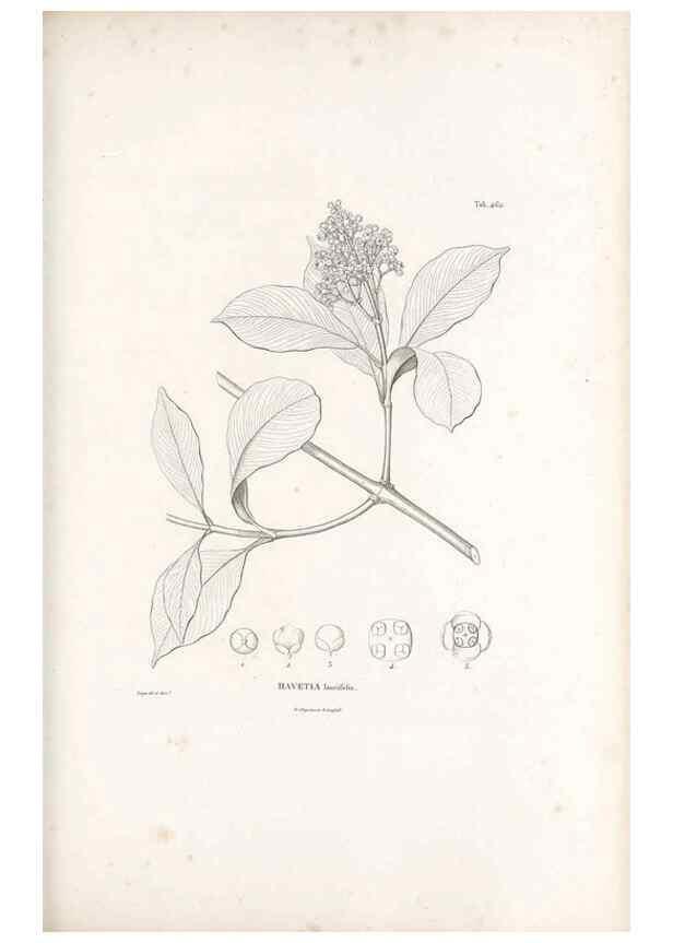 Reproducción/Reproduction 49521917962: Nova genera et species plantarum :. Antverpiae :Ex officina Christophori Plantini ...,1576.. 