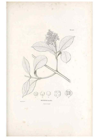 Reproducción/Reproduction 49521917962: Nova genera et species plantarum :. Antverpiae :Ex officina Christophori Plantini ...,1576.. 