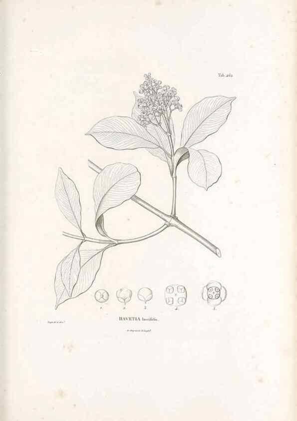 Reproducción/Reproduction 49521917962: Nova genera et species plantarum :. Antverpiae :Ex officina Christophori Plantini ...,1576.. 