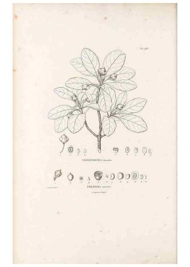 Reproducción/Reproduction 49521705796: Nova genera et species plantarum :. Antverpiae :Ex officina Christophori Plantini ...,1576.. 