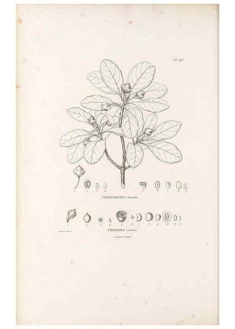 Reproducción/Reproduction 49521705796: Nova genera et species plantarum :. Antverpiae :Ex officina Christophori Plantini ...,1576.. 
