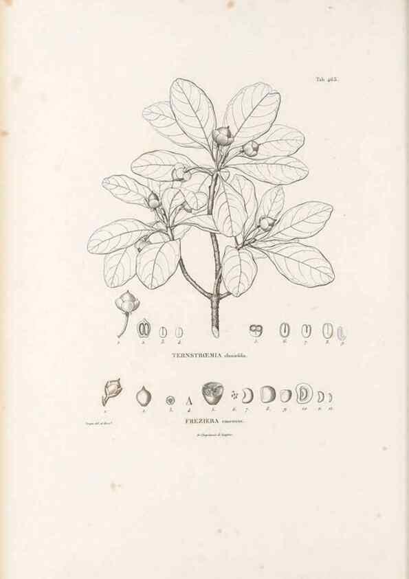 Reproducción/Reproduction 49521705796: Nova genera et species plantarum :. Antverpiae :Ex officina Christophori Plantini ...,1576.. 
