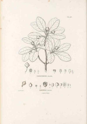 Reproducción/Reproduction 49521705796: Nova genera et species plantarum :. Antverpiae :Ex officina Christophori Plantini ...,1576.. 