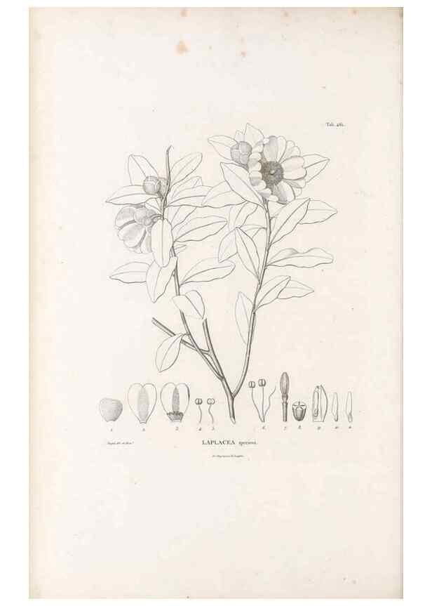 Reproducción/Reproduction 49521706031: Nova genera et species plantarum :. Antverpiae :Ex officina Christophori Plantini ...,1576.. 
