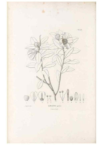 Reproducción/Reproduction 49521706031: Nova genera et species plantarum :. Antverpiae :Ex officina Christophori Plantini ...,1576.. 