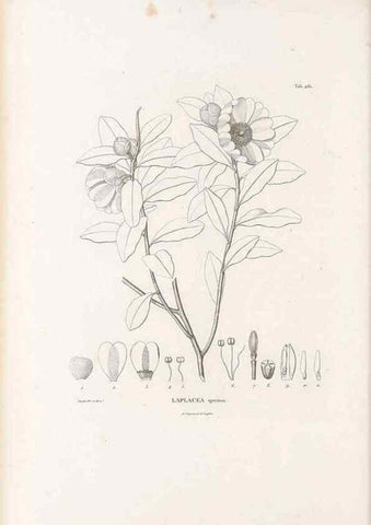 Reproducción/Reproduction 49521706031: Nova genera et species plantarum :. Antverpiae :Ex officina Christophori Plantini ...,1576.. 
