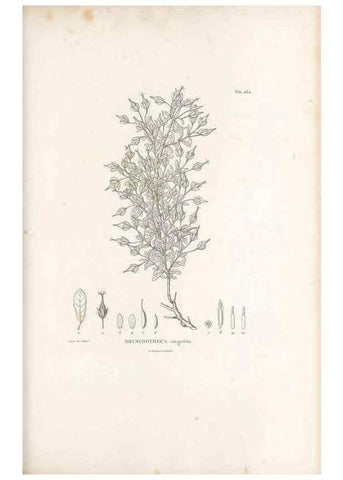 Reproducción/Reproduction 49521918782: Nova genera et species plantarum :. Antverpiae :Ex officina Christophori Plantini ...,1576.. 