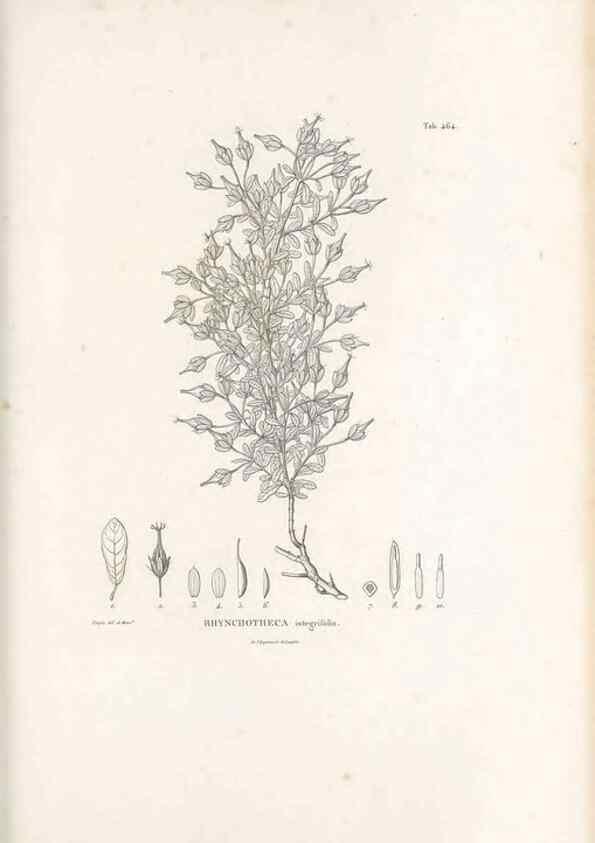 Reproducción/Reproduction 49521918782: Nova genera et species plantarum :. Antverpiae :Ex officina Christophori Plantini ...,1576.. 