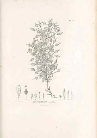 Reproducción/Reproduction 49521918782: Nova genera et species plantarum :. Antverpiae :Ex officina Christophori Plantini ...,1576.. 