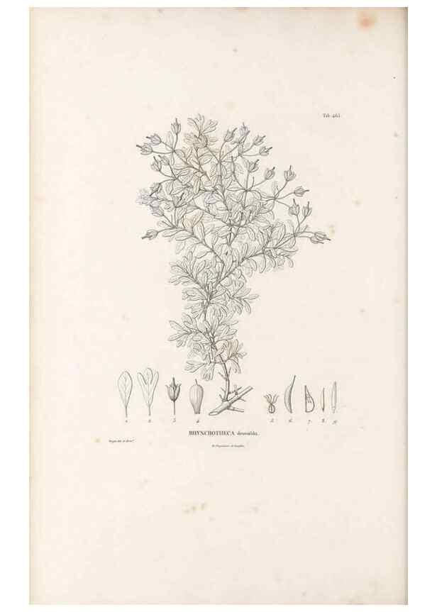 Reproducción/Reproduction 49521706656: Nova genera et species plantarum :. Antverpiae :Ex officina Christophori Plantini ...,1576.. 