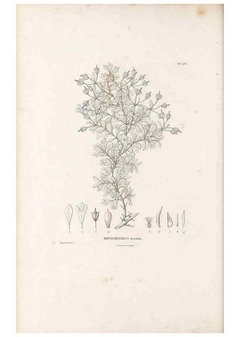 Reproducción/Reproduction 49521706656: Nova genera et species plantarum :. Antverpiae :Ex officina Christophori Plantini ...,1576.. 