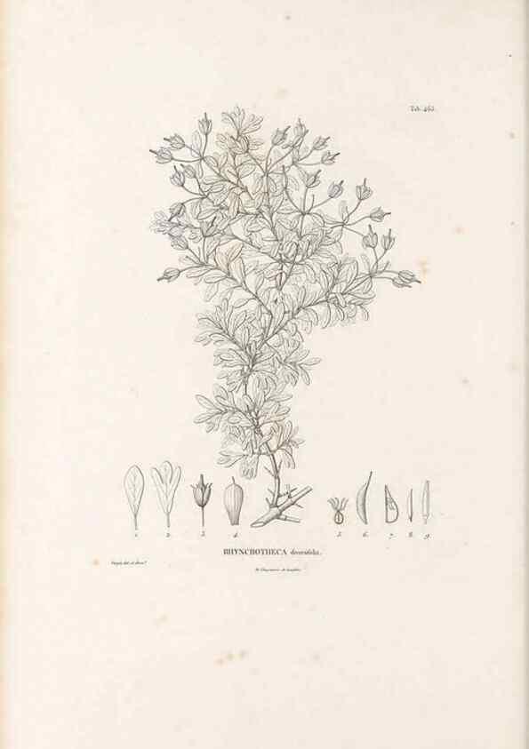 Reproducción/Reproduction 49521706656: Nova genera et species plantarum :. Antverpiae :Ex officina Christophori Plantini ...,1576.. 