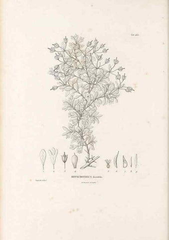 Reproducción/Reproduction 49521706656: Nova genera et species plantarum :. Antverpiae :Ex officina Christophori Plantini ...,1576.. 