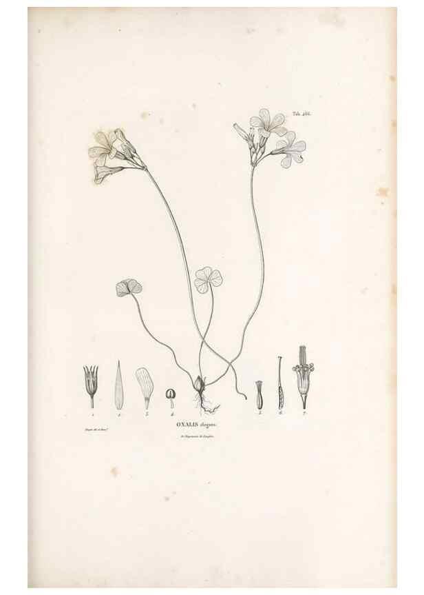 Reproducción/Reproduction 49521919462: Nova genera et species plantarum :. Antverpiae :Ex officina Christophori Plantini ...,1576.. 