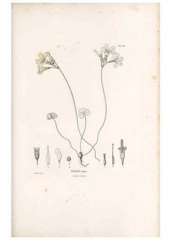 Reproducción/Reproduction 49521919462: Nova genera et species plantarum :. Antverpiae :Ex officina Christophori Plantini ...,1576.. 