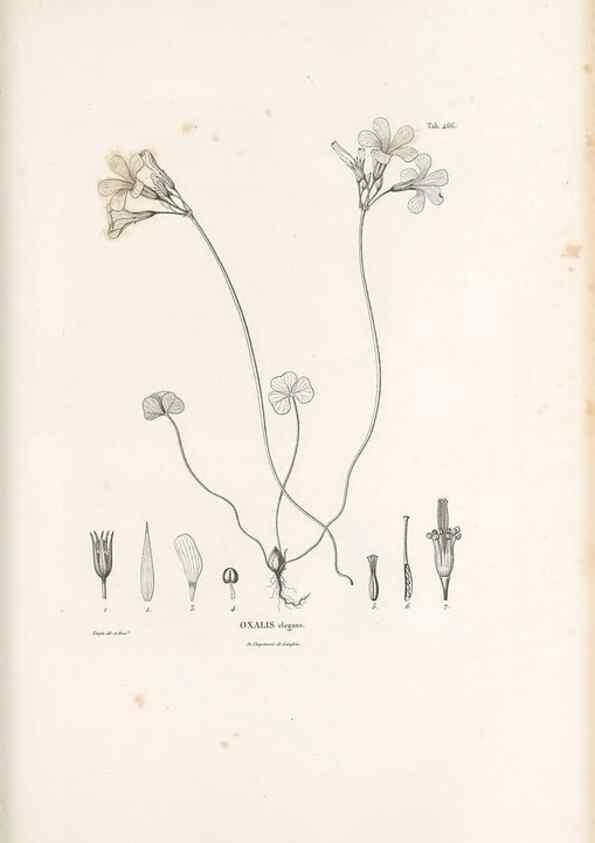 Reproducción/Reproduction 49521919462: Nova genera et species plantarum :. Antverpiae :Ex officina Christophori Plantini ...,1576.. 