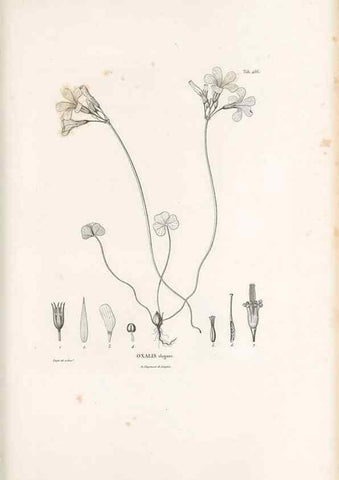 Reproducción/Reproduction 49521919462: Nova genera et species plantarum :. Antverpiae :Ex officina Christophori Plantini ...,1576.. 