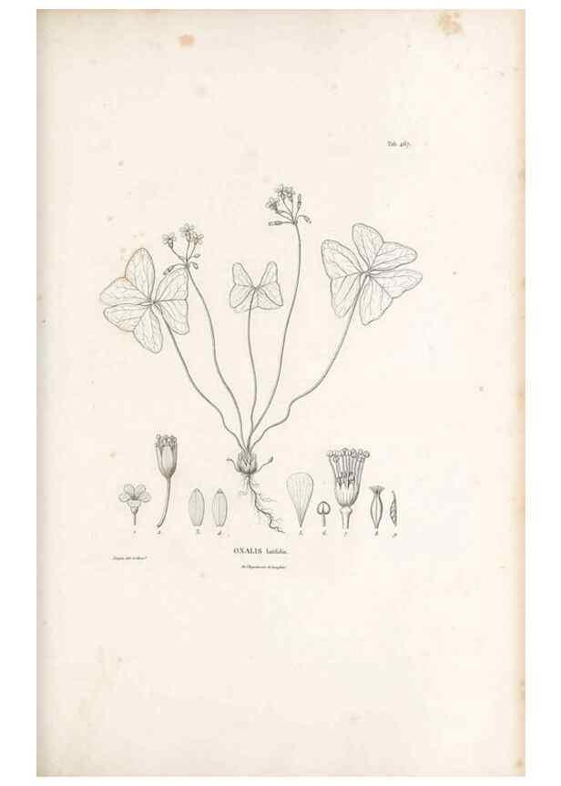 Reproducción/Reproduction 49521707301: Nova genera et species plantarum :. Antverpiae :Ex officina Christophori Plantini ...,1576.. 