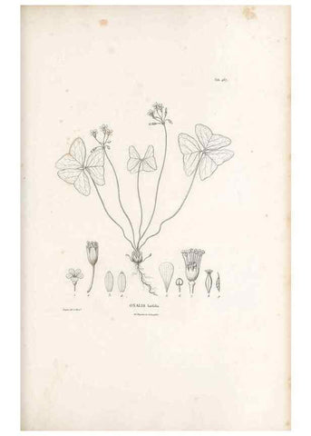 Reproducción/Reproduction 49521707301: Nova genera et species plantarum :. Antverpiae :Ex officina Christophori Plantini ...,1576.. 