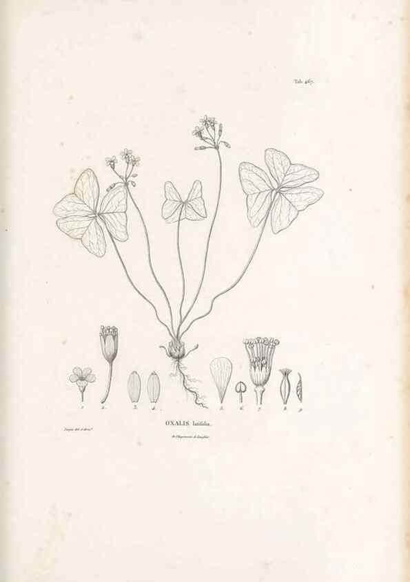 Reproducción/Reproduction 49521707301: Nova genera et species plantarum :. Antverpiae :Ex officina Christophori Plantini ...,1576.. 