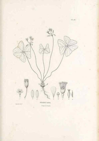 Reproducción/Reproduction 49521707301: Nova genera et species plantarum :. Antverpiae :Ex officina Christophori Plantini ...,1576.. 
