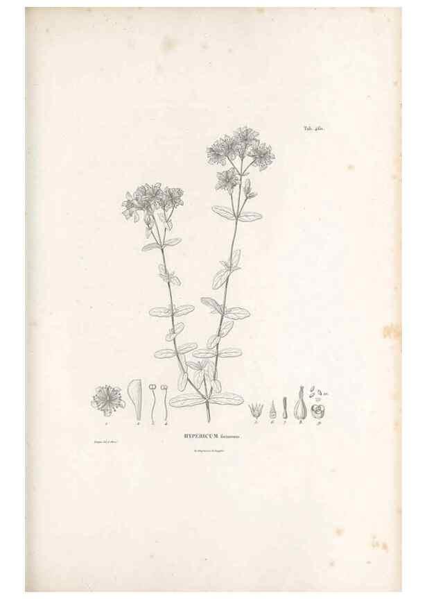 Reproducción/Reproduction 49521917647: Nova genera et species plantarum :. Antverpiae :Ex officina Christophori Plantini ...,1576.. 