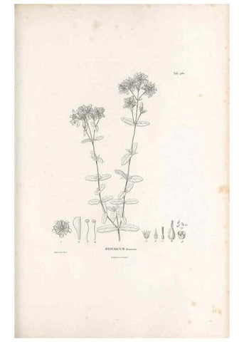 Reproducción/Reproduction 49521917647: Nova genera et species plantarum :. Antverpiae :Ex officina Christophori Plantini ...,1576.. 