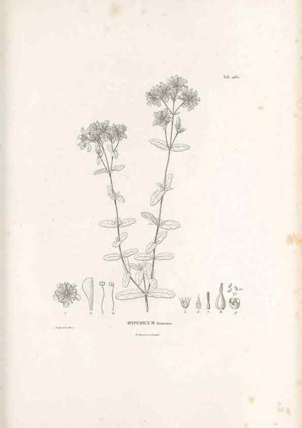 Reproducción/Reproduction 49521917647: Nova genera et species plantarum :. Antverpiae :Ex officina Christophori Plantini ...,1576.. 