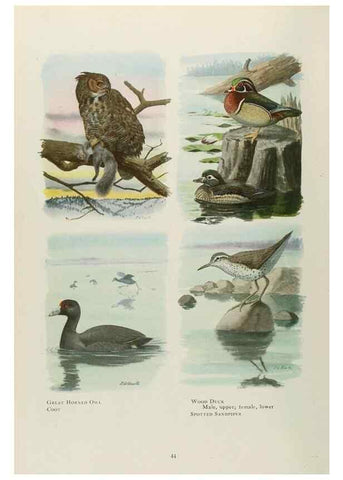 Reproducción/Reproduction 49526122228: The book of birds;. Washington, D.C.,National Geographic Society,1921.. 