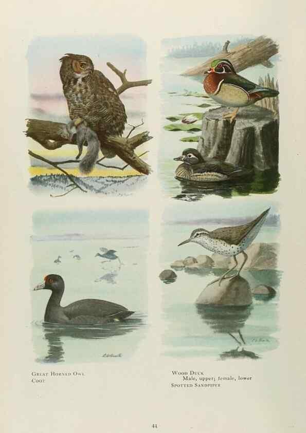 Reproducción/Reproduction 49526122228: The book of birds;. Washington, D.C.,National Geographic Society,1921.. 
