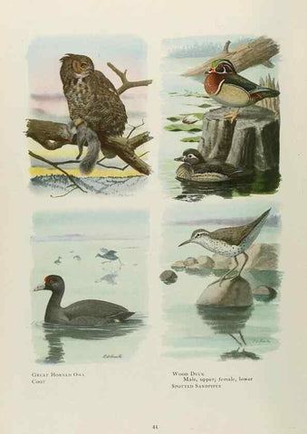 Reproducción/Reproduction 49526122228: The book of birds;. Washington, D.C.,National Geographic Society,1921.. 