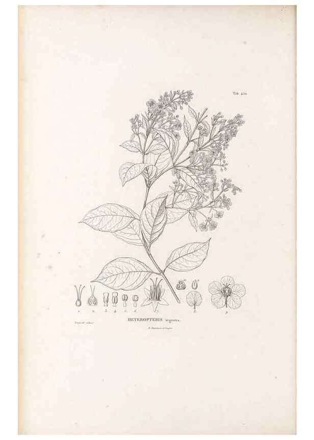 Reproducción/Reproduction 49521702191: Nova genera et species plantarum :. Antverpiae :Ex officina Christophori Plantini ...,1576.. 
