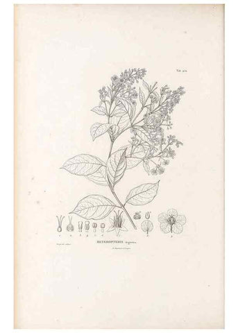 Reproducción/Reproduction 49521702191: Nova genera et species plantarum :. Antverpiae :Ex officina Christophori Plantini ...,1576.. 