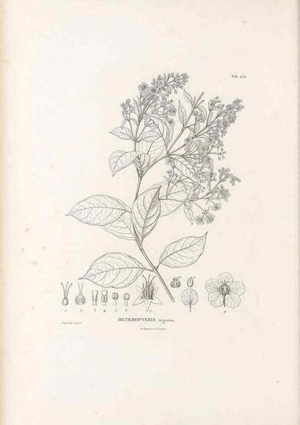 Reproducción/Reproduction 49521702191: Nova genera et species plantarum :. Antverpiae :Ex officina Christophori Plantini ...,1576.. 
