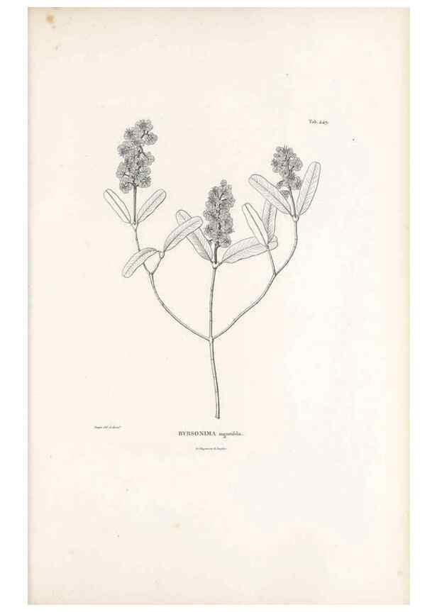 Reproducción/Reproduction 49521177738: Nova genera et species plantarum :. Antverpiae :Ex officina Christophori Plantini ...,1576.. 