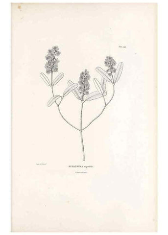 Reproducción/Reproduction 49521177738: Nova genera et species plantarum :. Antverpiae :Ex officina Christophori Plantini ...,1576.. 