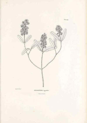 Reproducción/Reproduction 49521177738: Nova genera et species plantarum :. Antverpiae :Ex officina Christophori Plantini ...,1576.. 