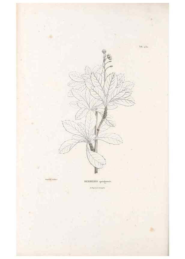 Reproducción/Reproduction 49521172318: Nova genera et species plantarum :. Antverpiae :Ex officina Christophori Plantini ...,1576.. 